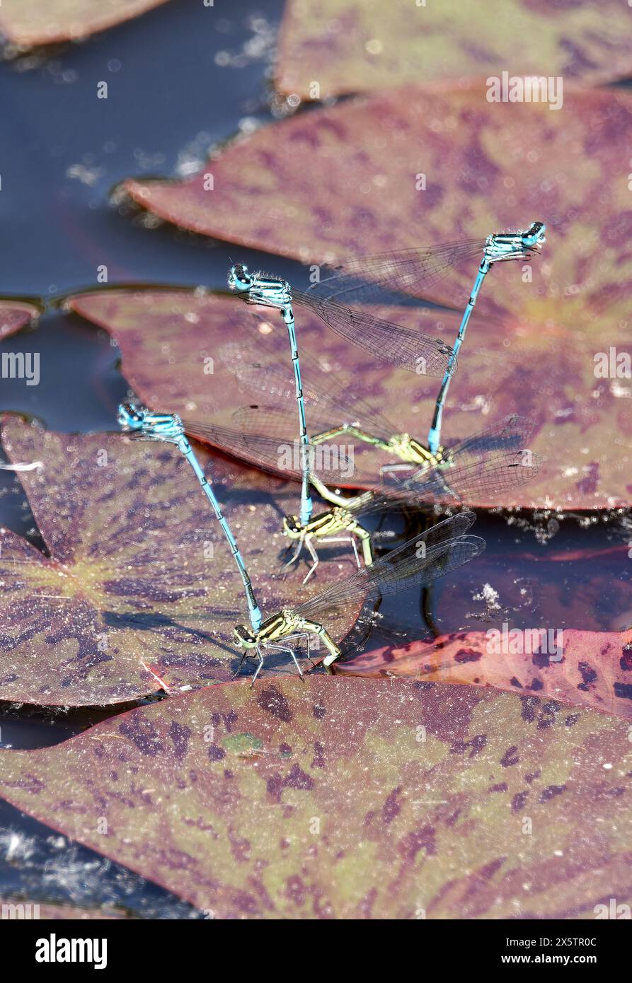 Damigella azzurra, Hufeisen-Azurjungfer, agrion jouvencelle, Coenagrion puella. azúrkék légivadász, Budapest, Ungheria, Magyarország, Europa Foto Stock