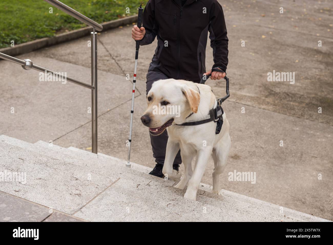 Donna ipovedente che cammina giù per le scale con l'aiuto del suo cane guida. Concetto di disabilità visiva e stili di vita indipendenti. Foto Stock