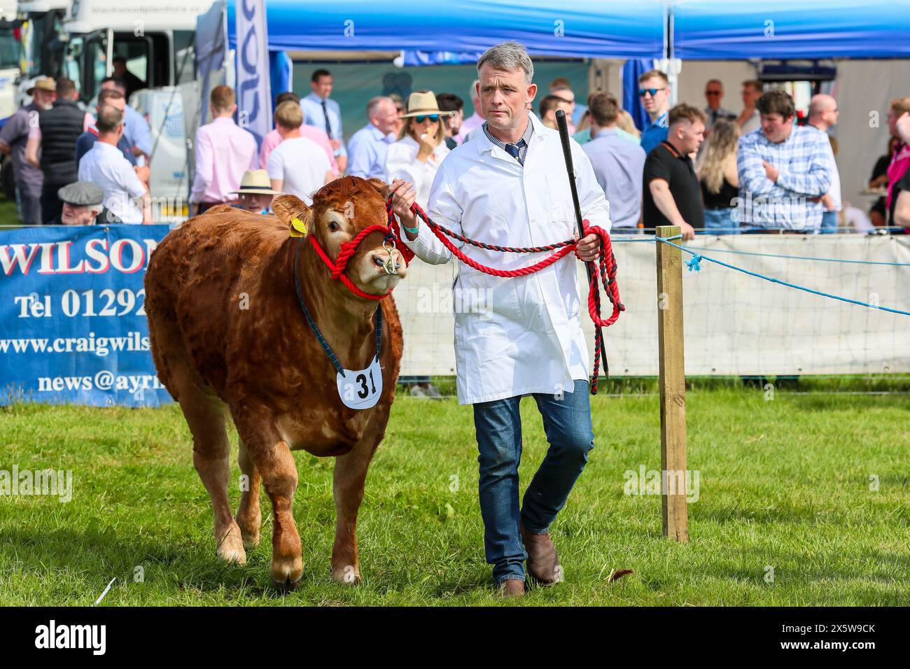 Ayr, Regno Unito. 11 maggio 2024. Migliaia di spettatori e visitatori hanno partecipato al 179° Annual Ayr County Show in un caldo e soleggiato giorno di maggio. Lo spettacolo, uno dei più grandi spettacoli di contea e agricoltura in Scozia, ha avuto mostre e competizioni per tutti gli aspetti della fama e della vita di campagna, tra cui il giudice di bestiame e pecore, il cavallo gymkhana e le gare di tiro alla fune tra i gruppi di giovani agricoltori. Crediti: Findlay/Alamy Live News Foto Stock