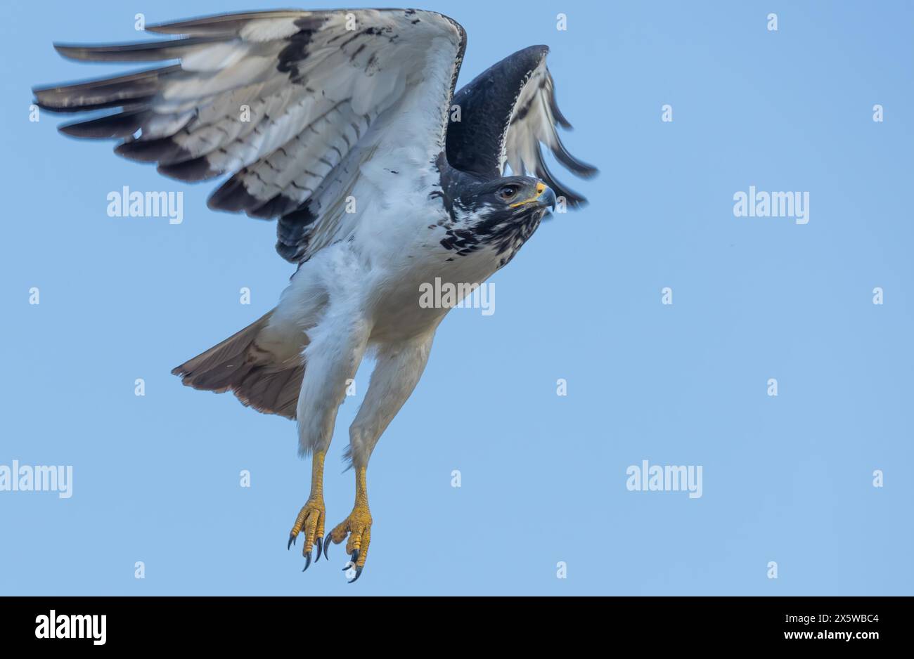 Aquila marziale in volo. Parco nazionale del Lago Manyara, Tanzania, Africa. Foto Stock