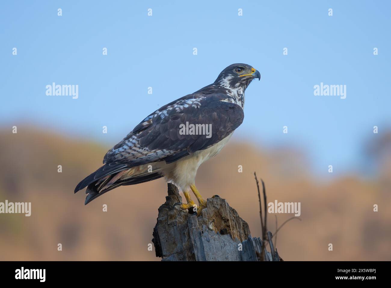 Aquila marziale Foto Stock