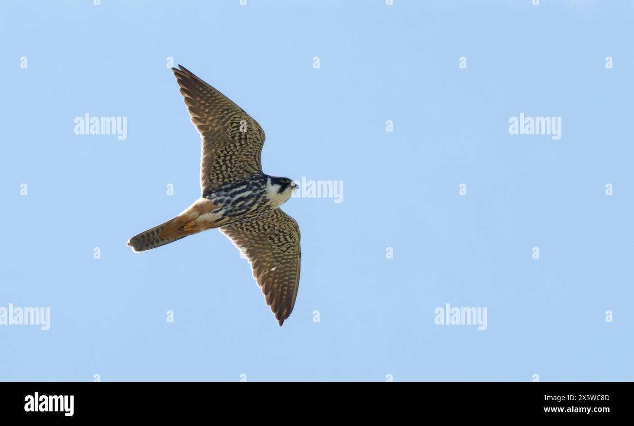 Hobby eurasiatico in volo Foto Stock