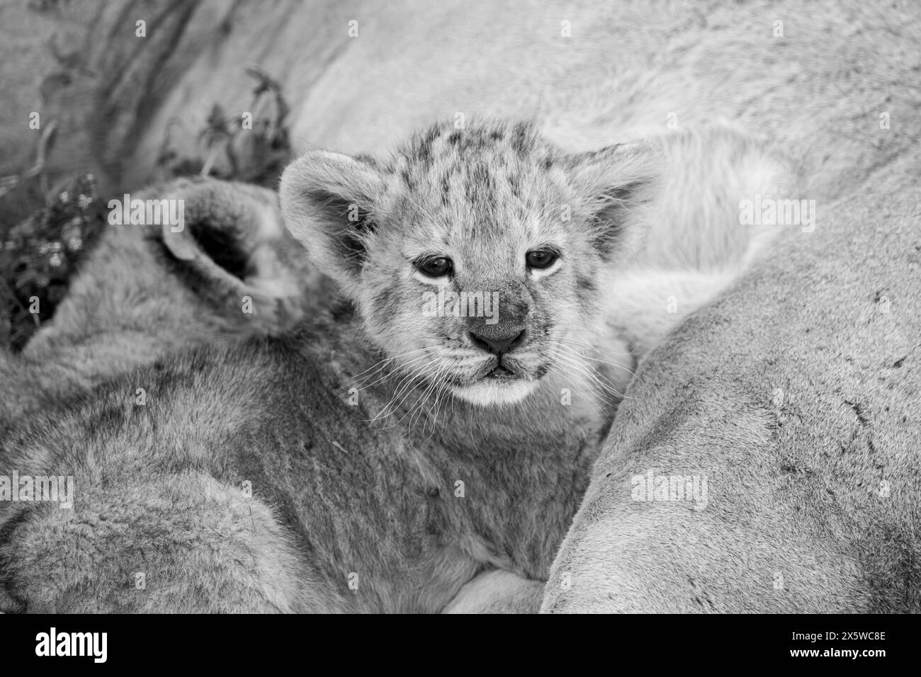 Leone africano Foto Stock