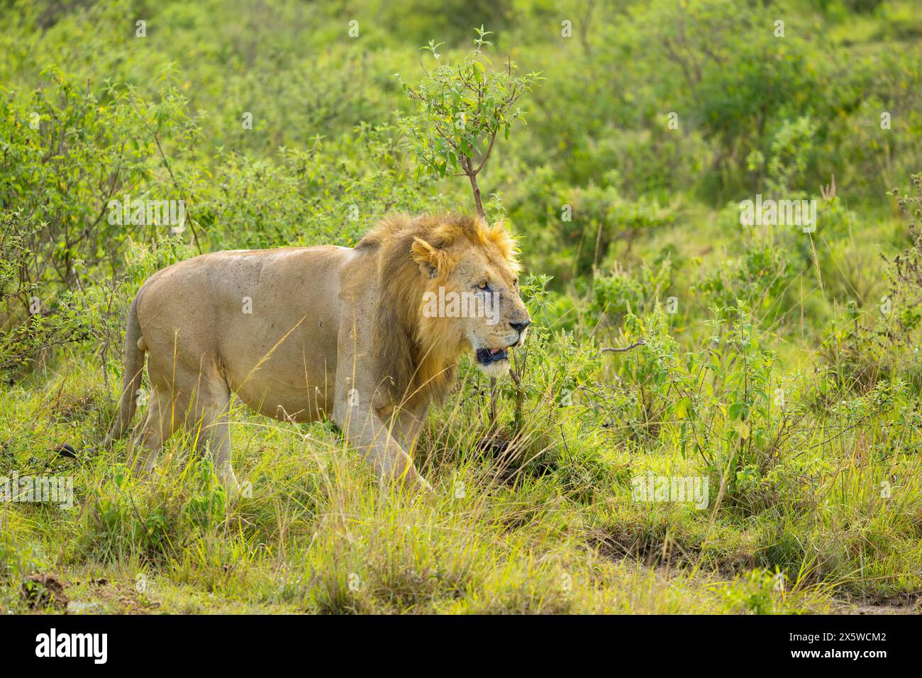 Leone africano maschio che cammina in un fitto cespuglio. Masai Mara Game Reserve, Kenya. Foto Stock