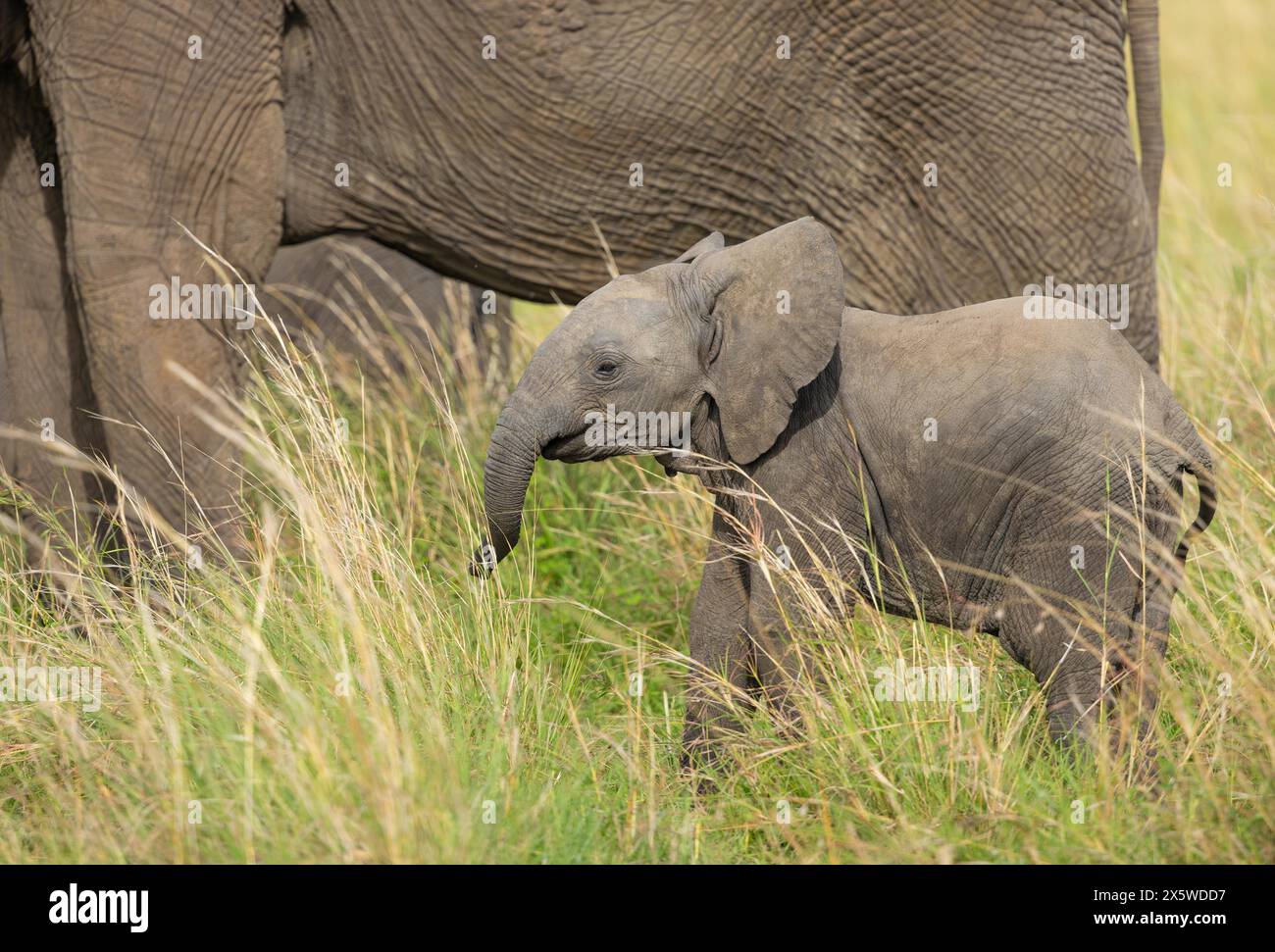 Savana africana o elefante Bush Foto Stock