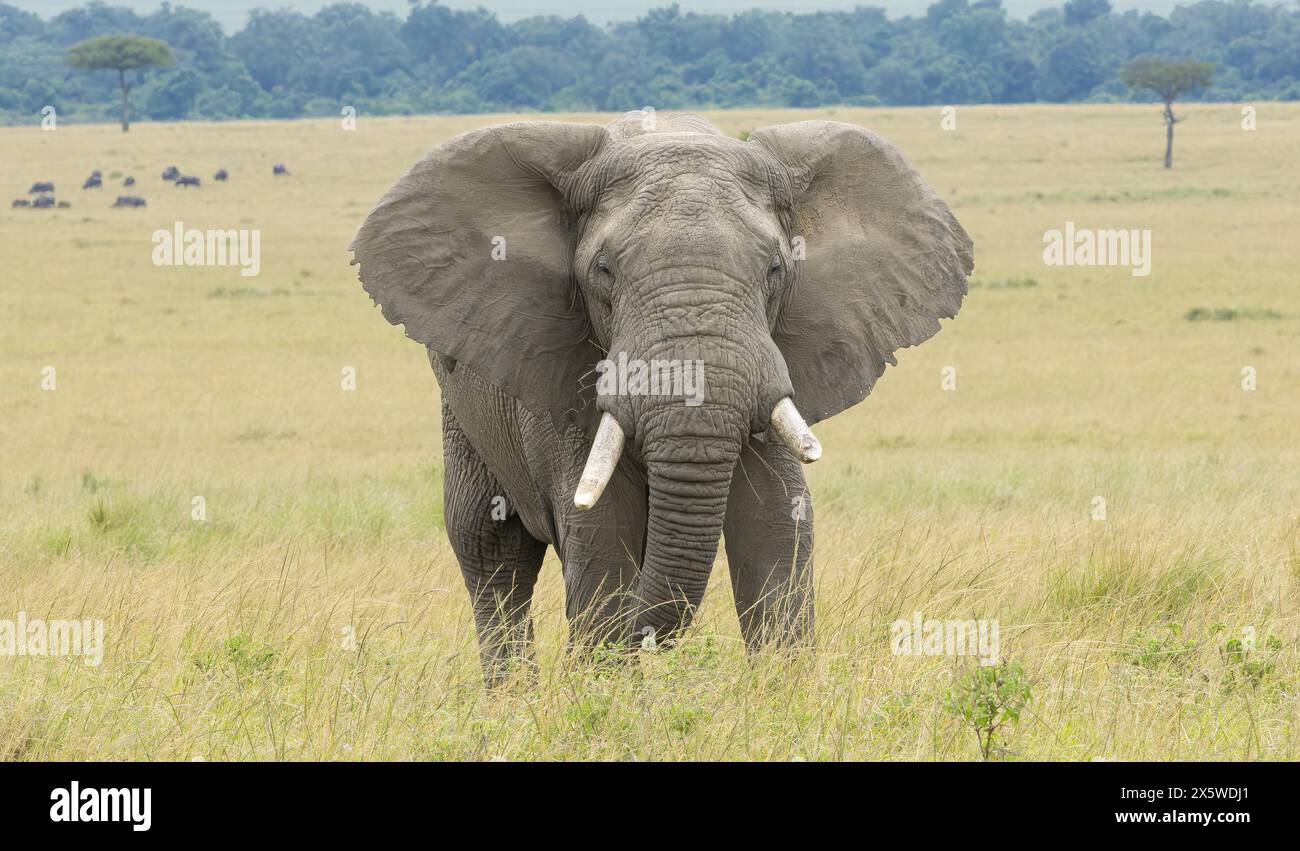 Savana africana o elefante Bush Foto Stock