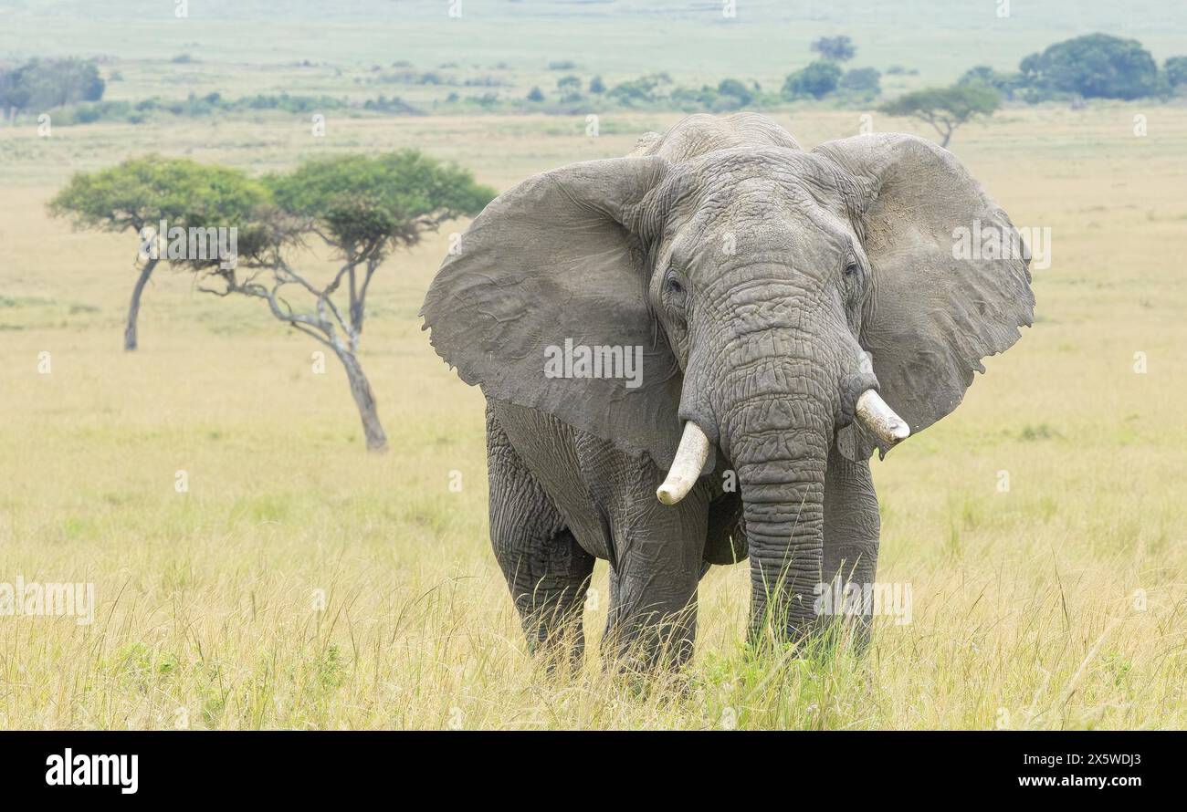 Savana africana o elefante Bush Foto Stock