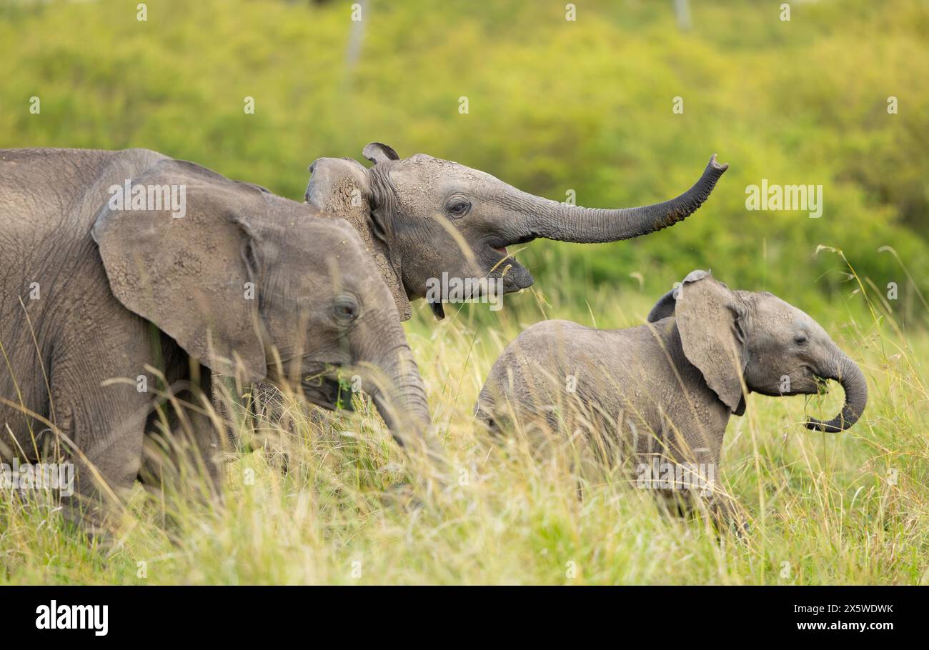 Savana africana o elefante Bush Foto Stock