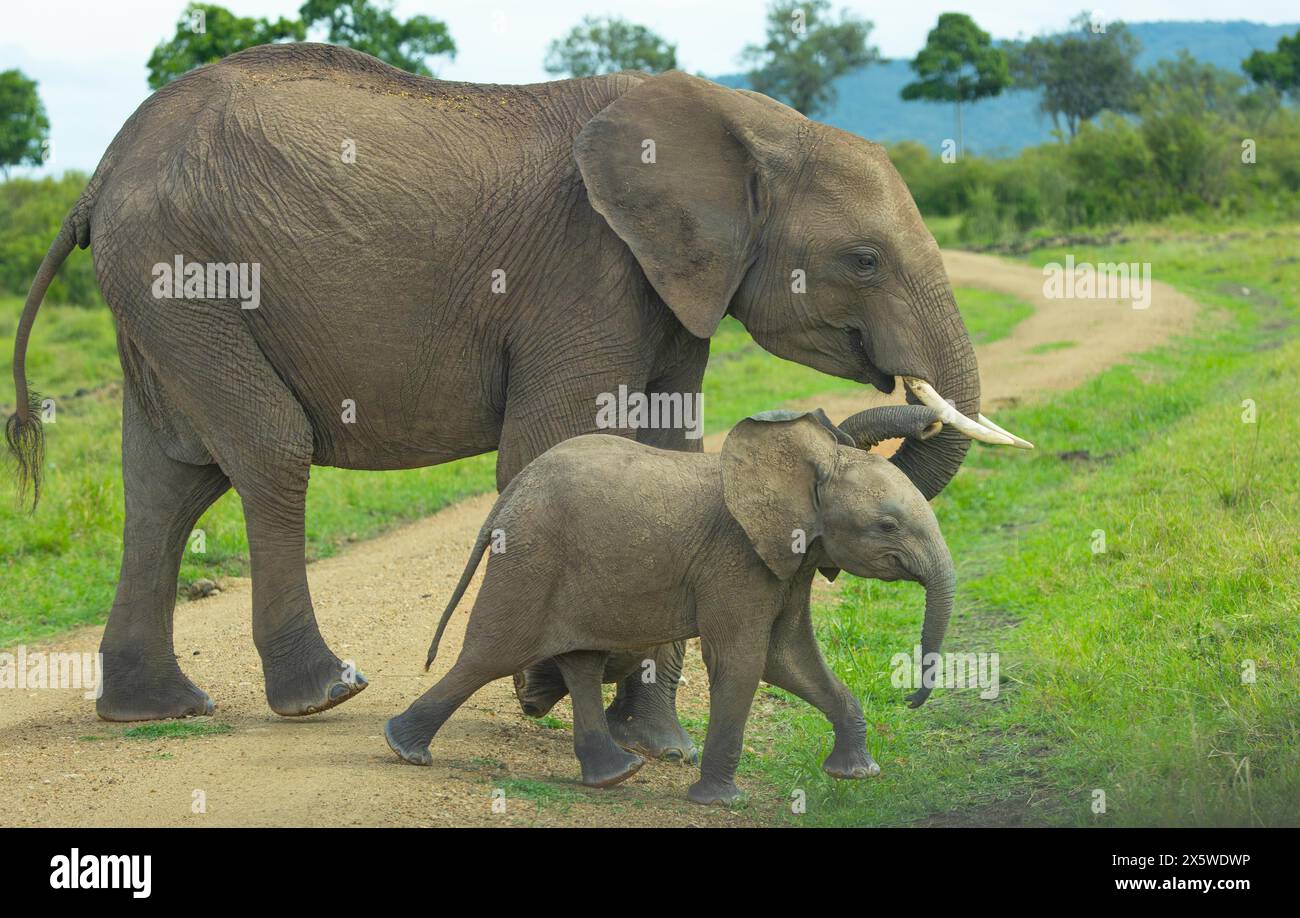 Savana africana o elefante Bush Foto Stock