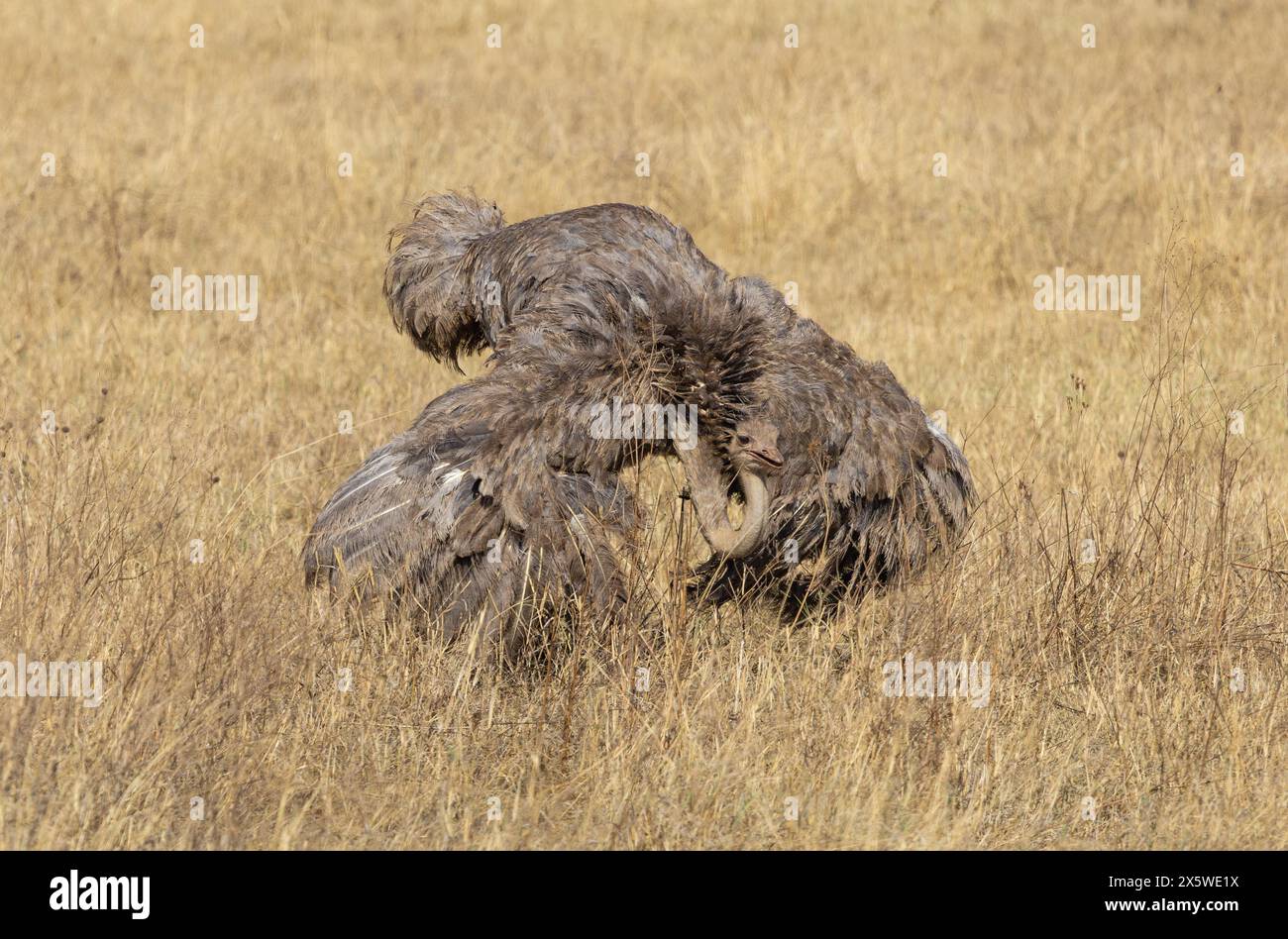 Common Ostrich, Ngoro Ngoro Crater, Tanzania Foto Stock