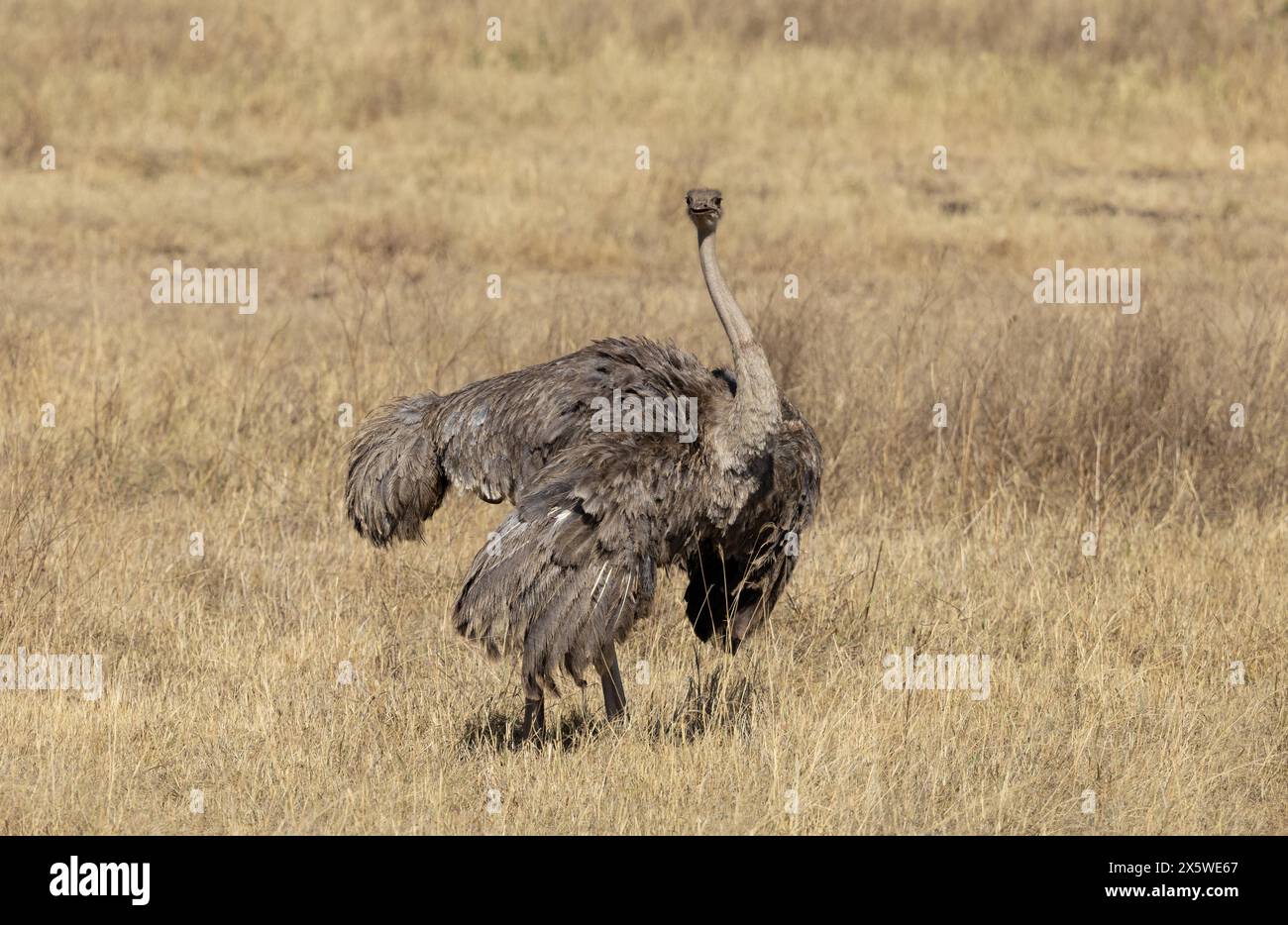Common Ostrich, Ngoro Ngoro Crater, Tanzania Foto Stock