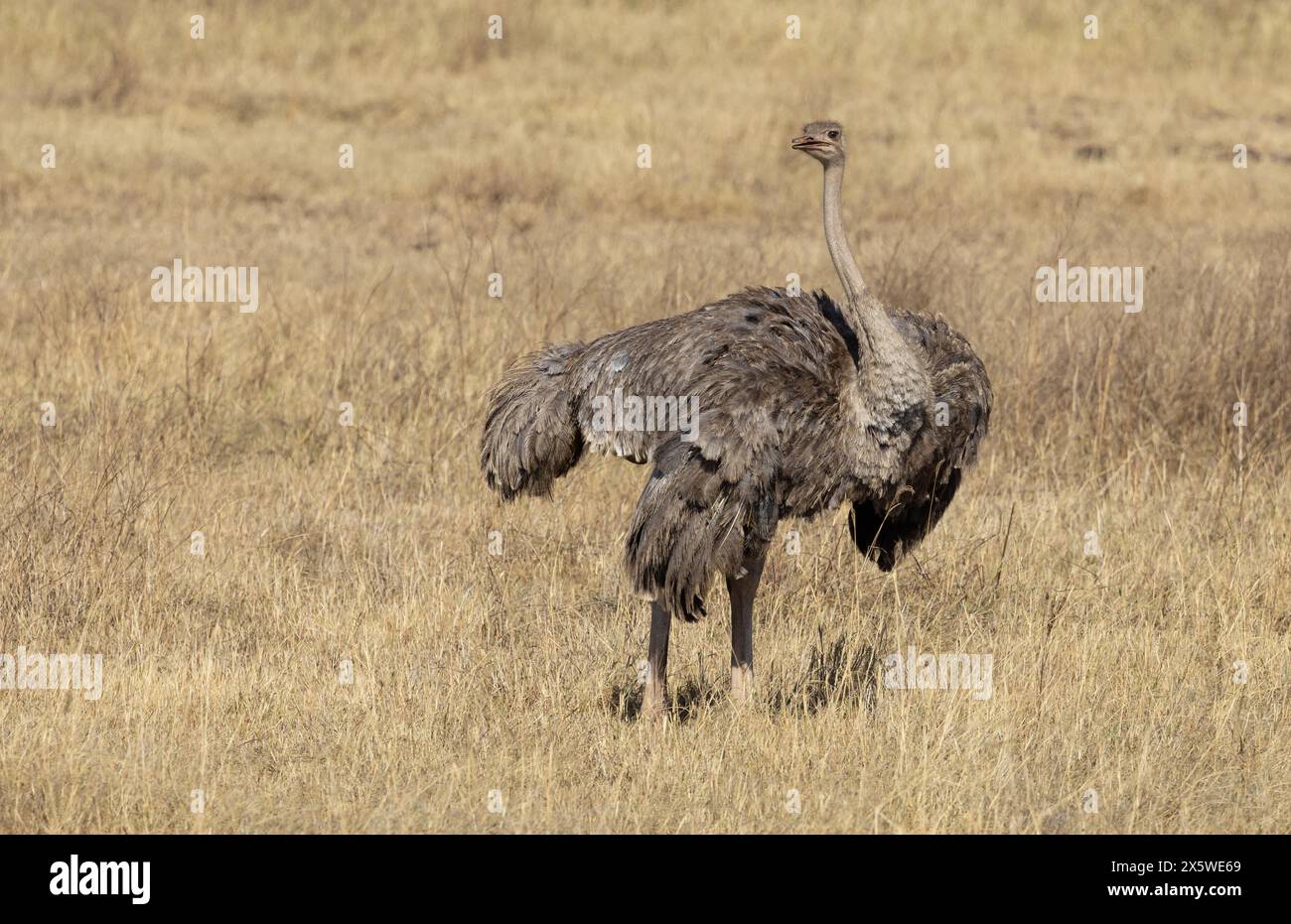 Common Ostrich, Ngoro Ngoro Crater, Tanzania Foto Stock