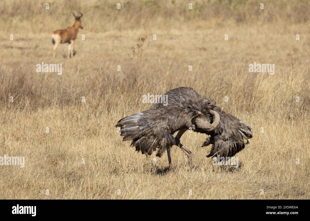 Common Ostrich, Ngoro Ngoro Crater, Tanzania Foto Stock