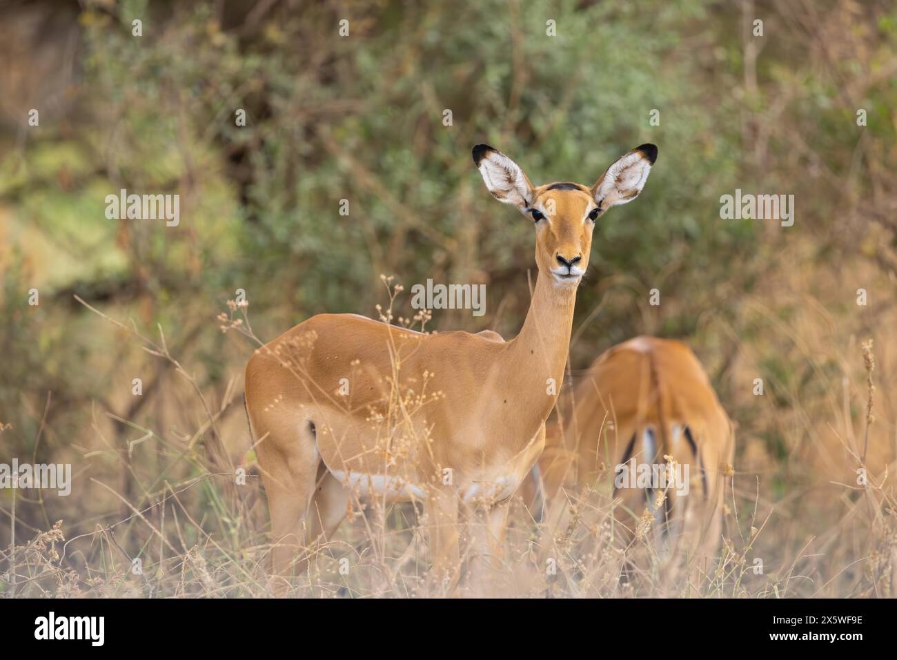 Impala femminile Foto Stock