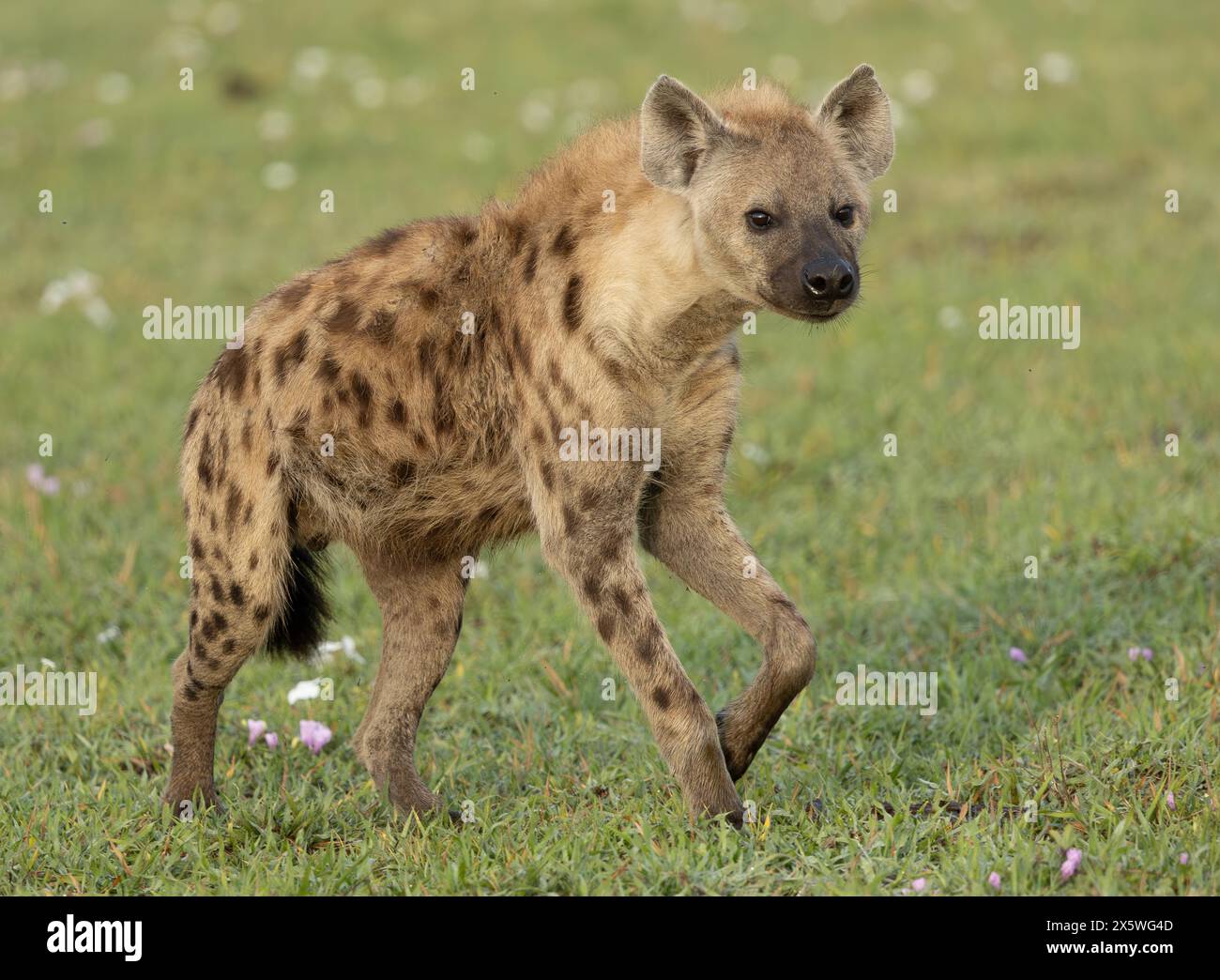 Iena avvistata o ridendo che corre nella pianura del Serengeti. Serengeti occidentale. Area di Grumeti. Parco nazionale del Serengeti. Foto Stock