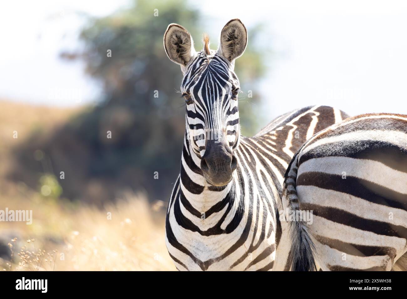 Zebra delle pianure Foto Stock