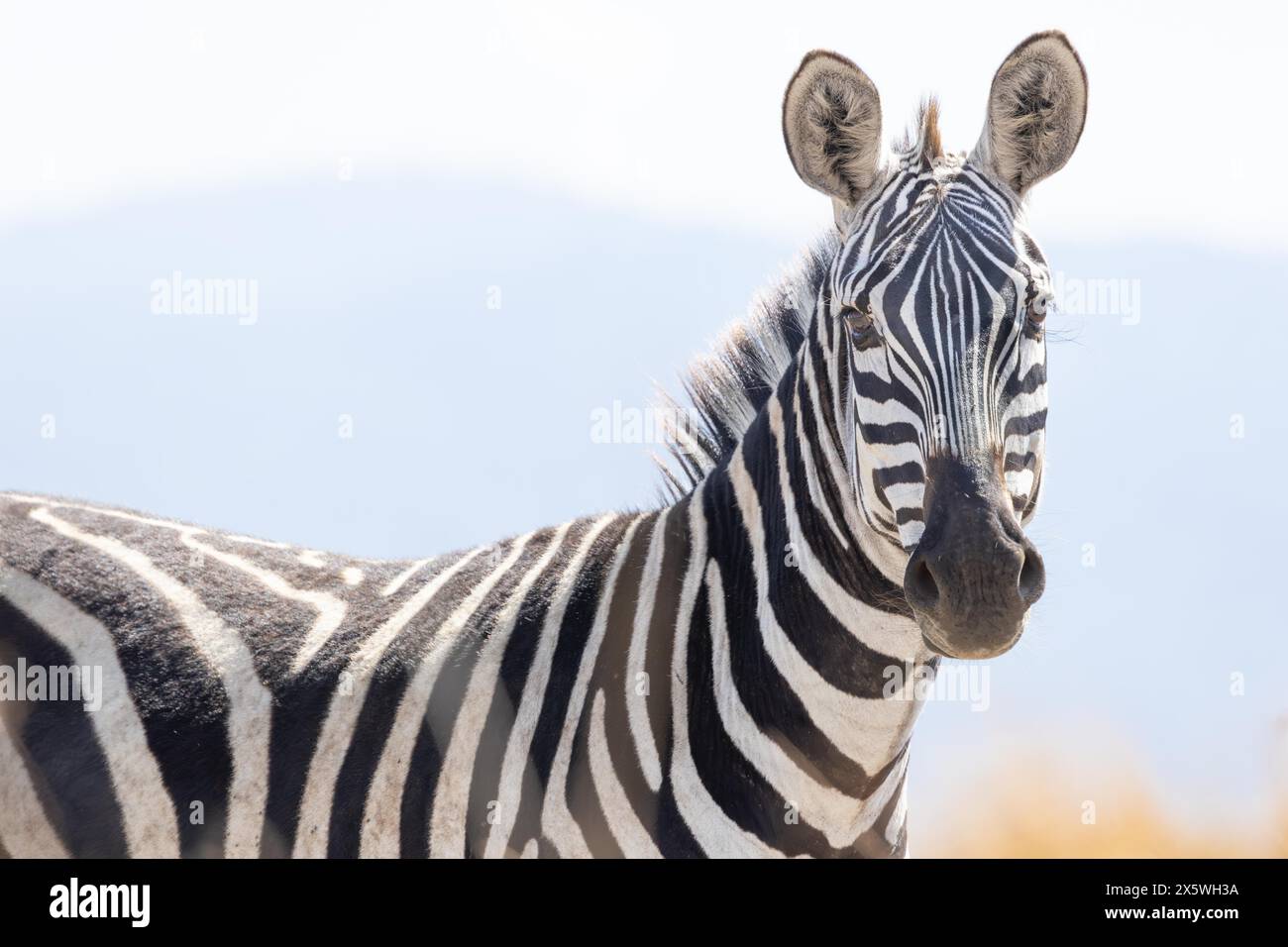 Zebra delle pianure Foto Stock