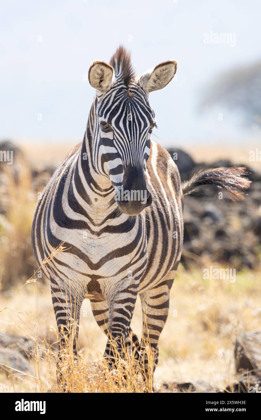Zebra delle pianure Foto Stock