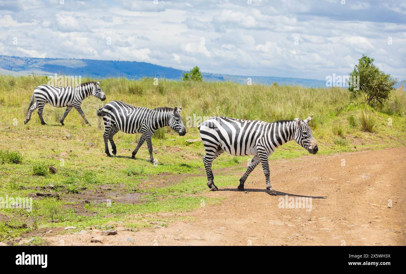 Zebra delle pianure Foto Stock