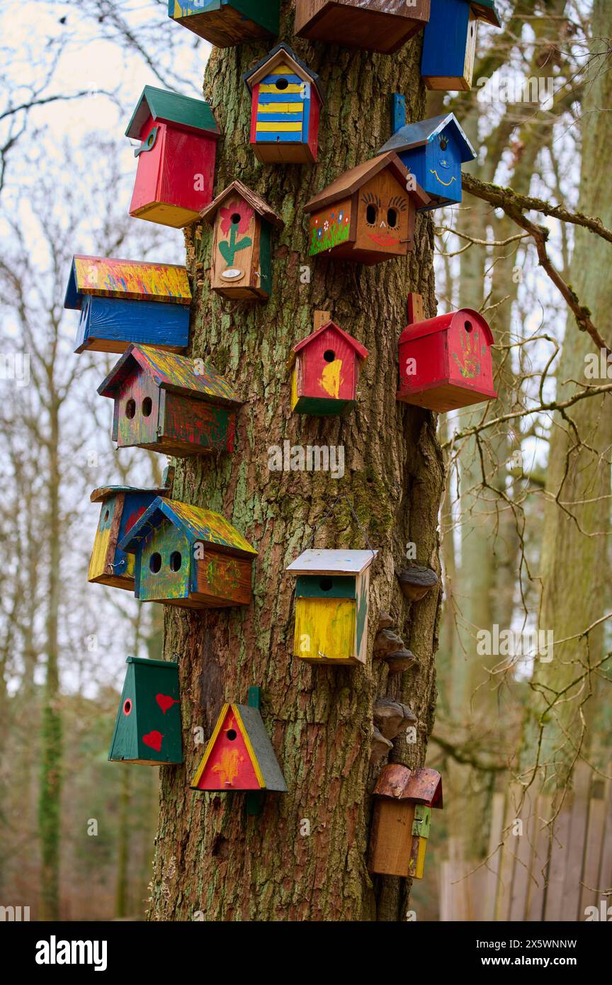 Albero con molte scatole colorate per nidi di uccelli, Assia, Germania Foto Stock