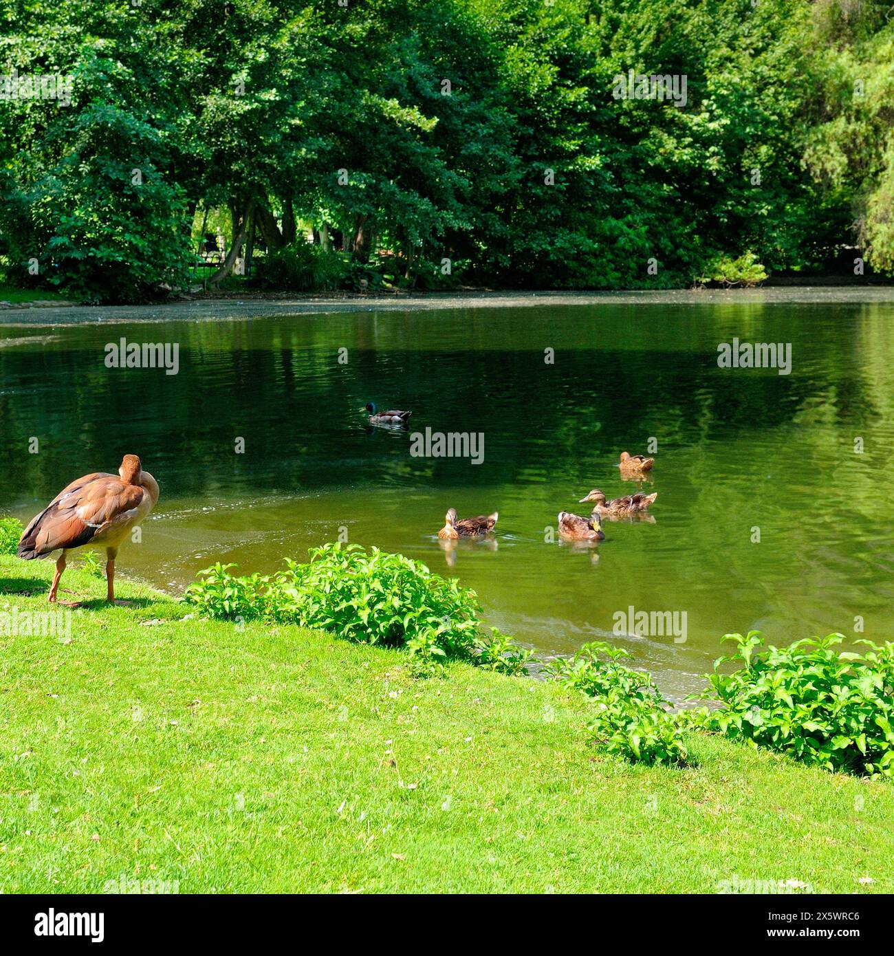 Anatre e oche domestiche nuotano nello stagno. Parcheggia in estate. Foto Stock