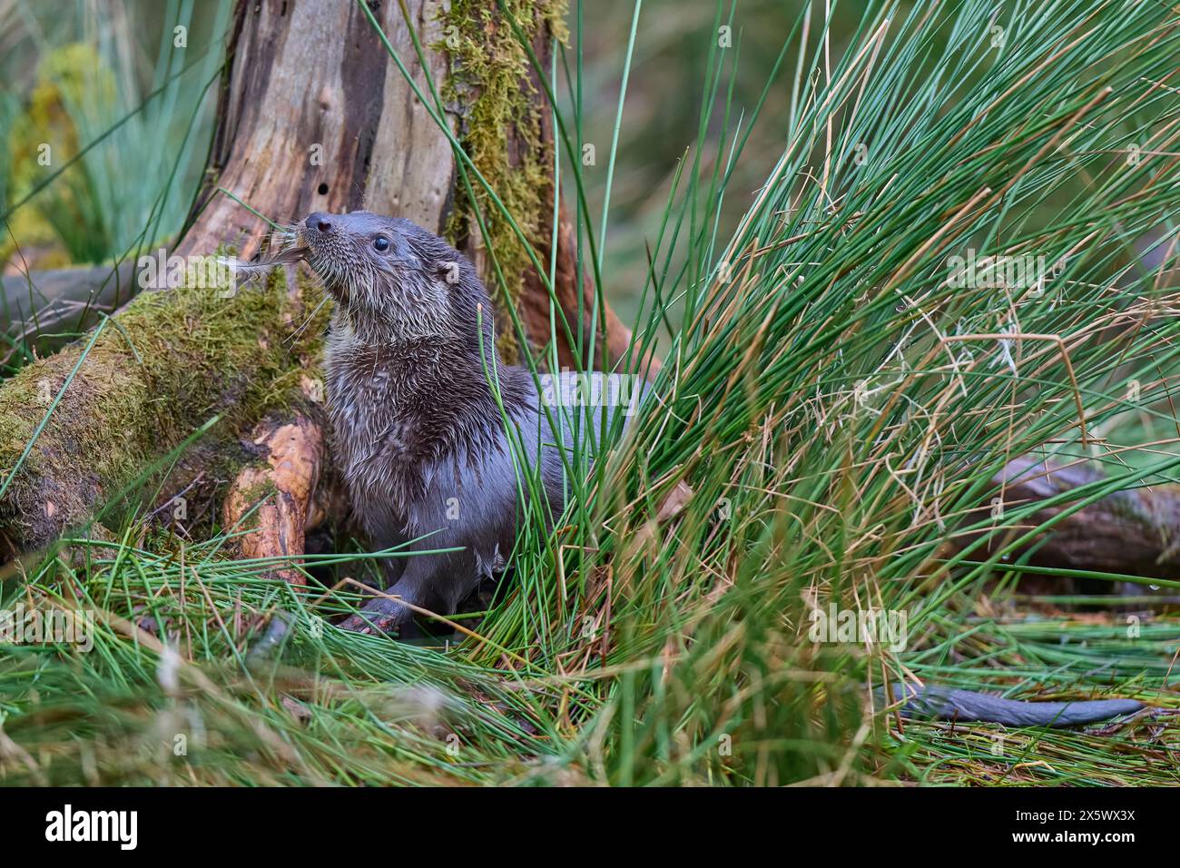 Lontra europea (Lutra lutra), sul lago Foto Stock
