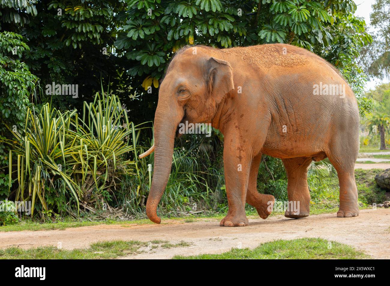 Elefante toro asiatico Foto Stock