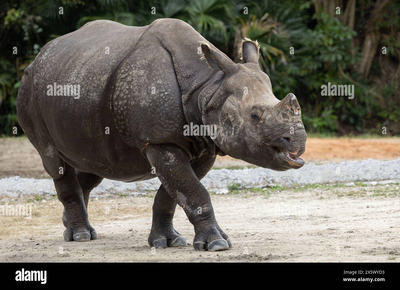 Greater One-Horned o Indian Rhinoceros Foto Stock