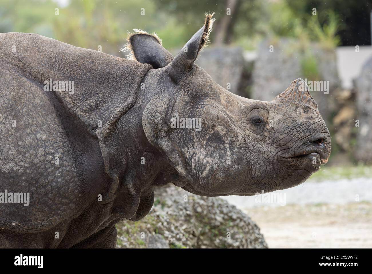 Greater One-Horned o Indian Rhinoceros Foto Stock