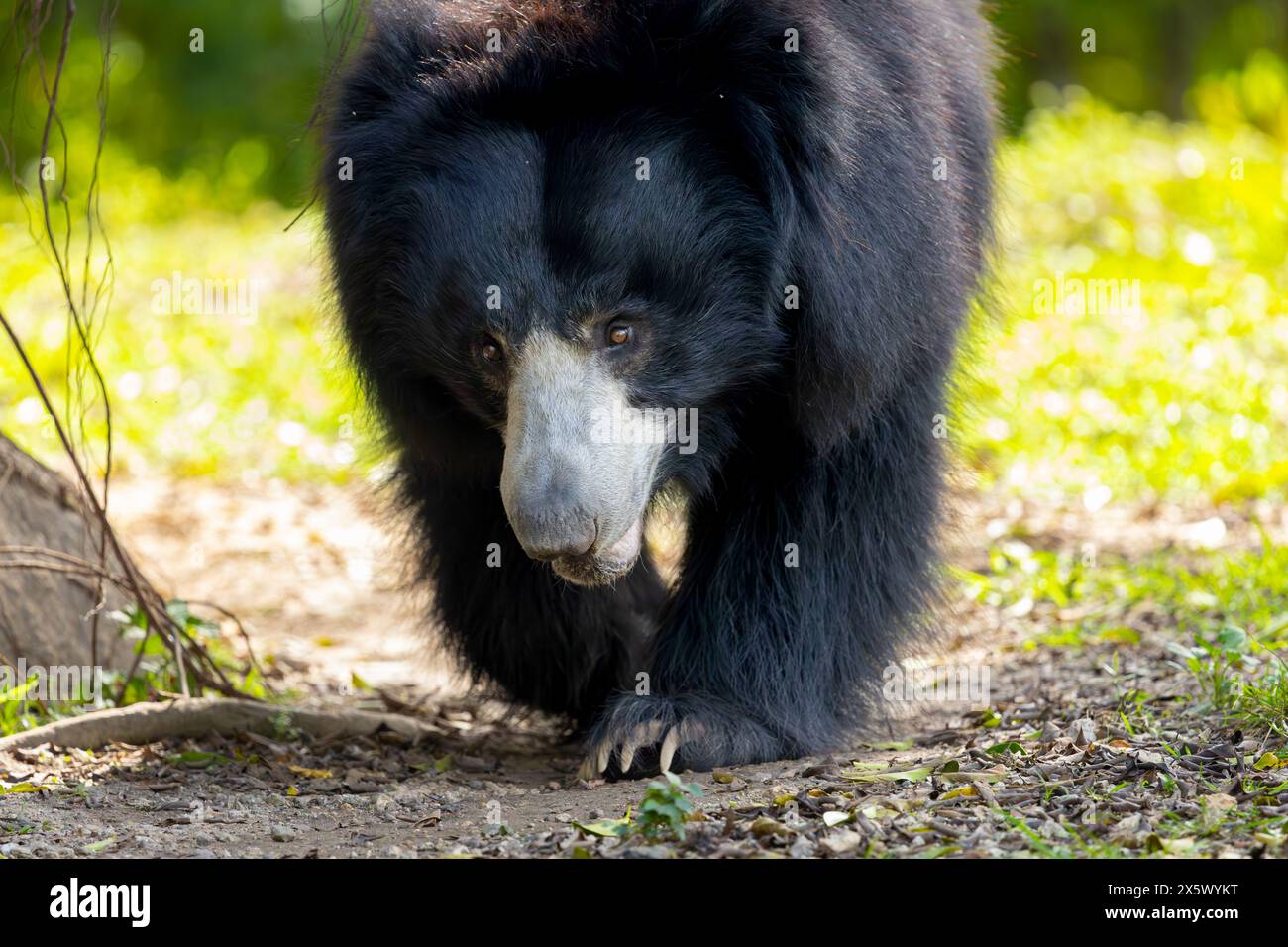 Orso di bradipo Foto Stock