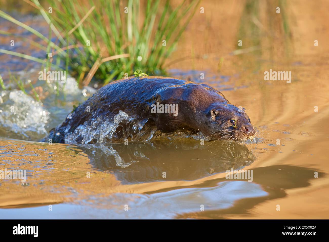 Lontra europea (Lutra lutra), tuffati nello stagno Foto Stock
