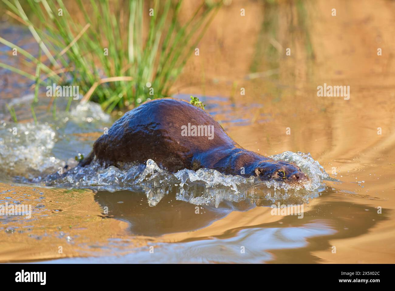 Lontra europea (Lutra lutra), tuffati nello stagno Foto Stock