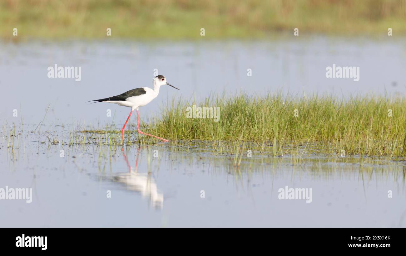 Stilt (Himantopus mexicanus) in piedi in acqua Foto Stock