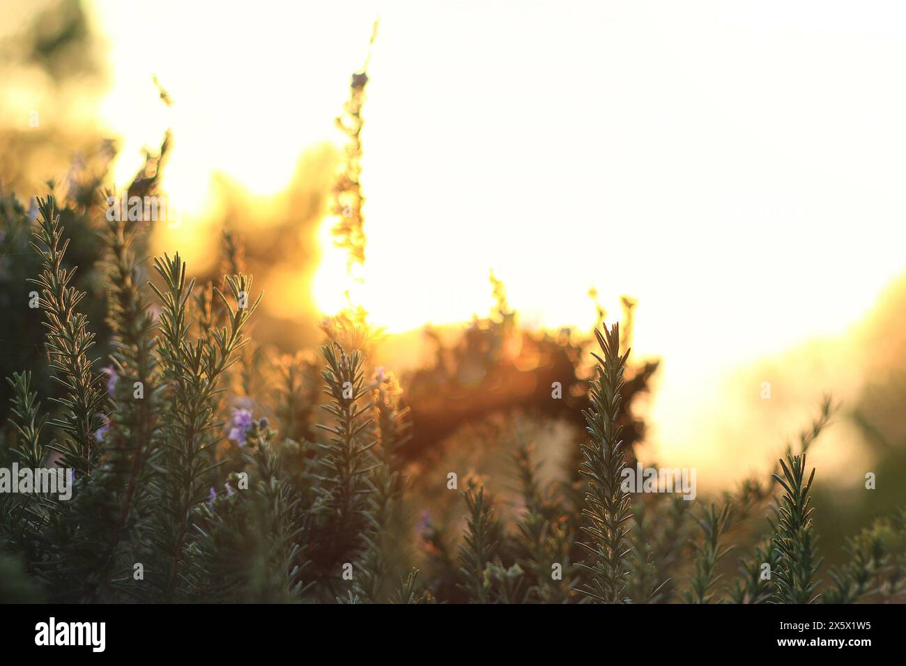 Gambi di rosmarino fiorito nella luce calda del tramonto. Foto Stock
