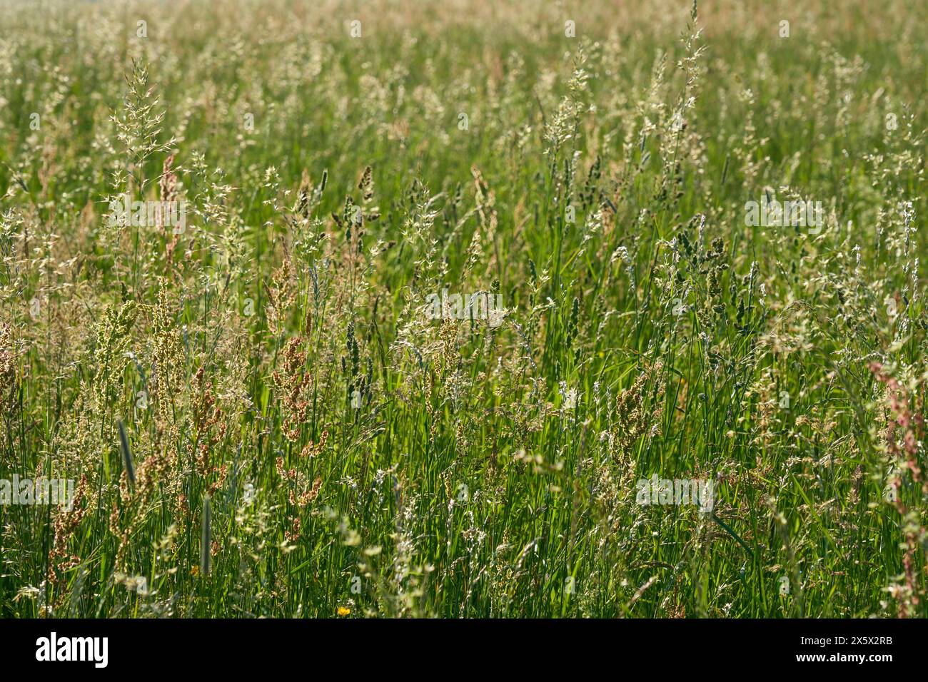 Prato in primavera, Großheubach, Miltenberg, Spessart, Baviera, Germania Foto Stock