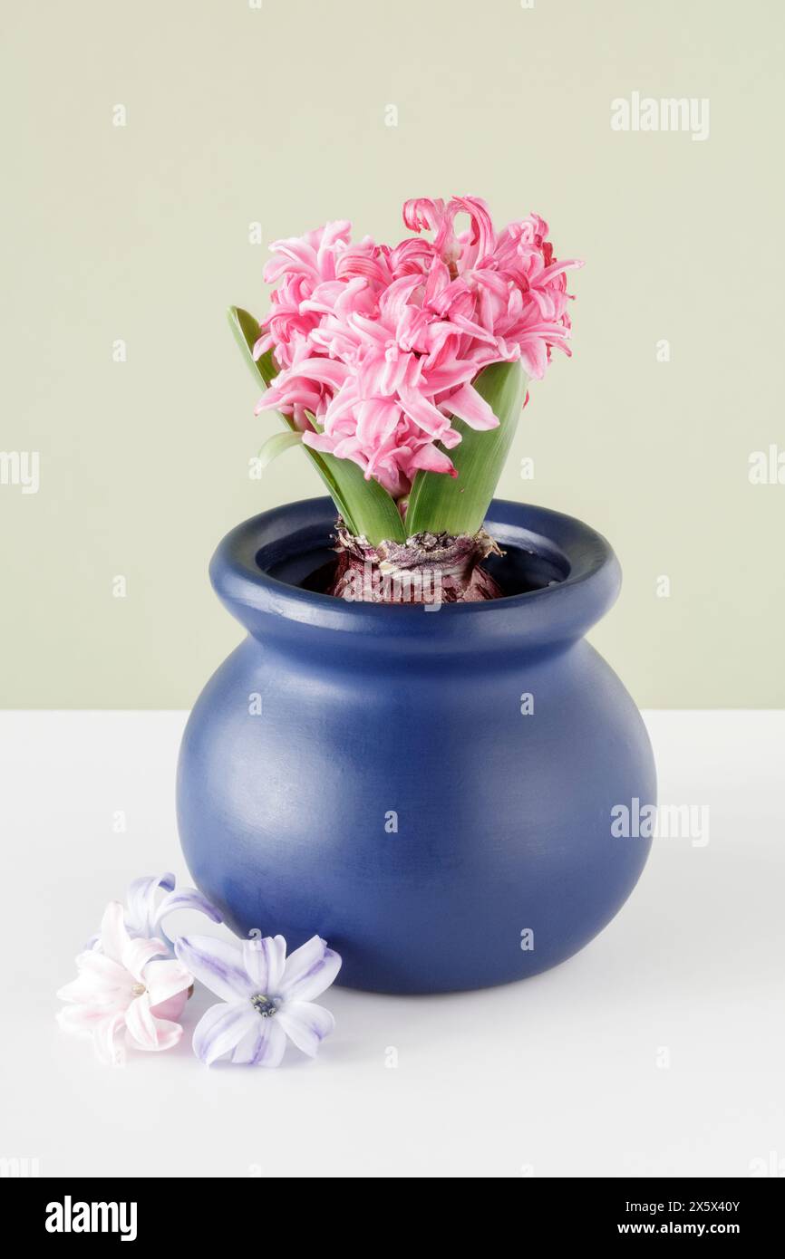 Giacinto in fiore rosa in vaso blu Foto Stock