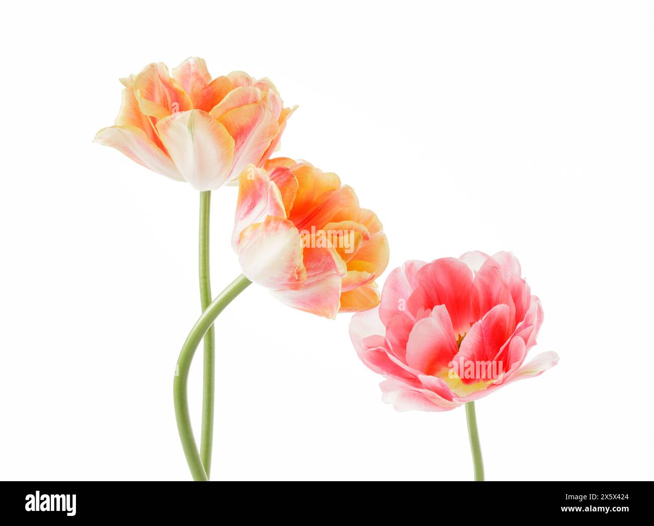 Tre tulipani doppi [2 la Belle Epoque e 1 Angelique] isolati su sfondo bianco Foto Stock