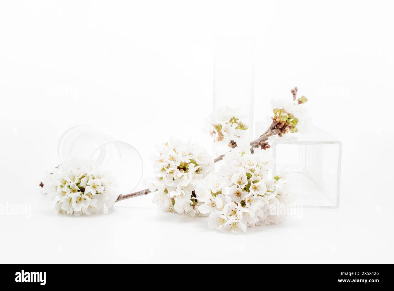 Alta natura morta con un ramo di fiori di ciliegio e vasi di vetro Foto Stock