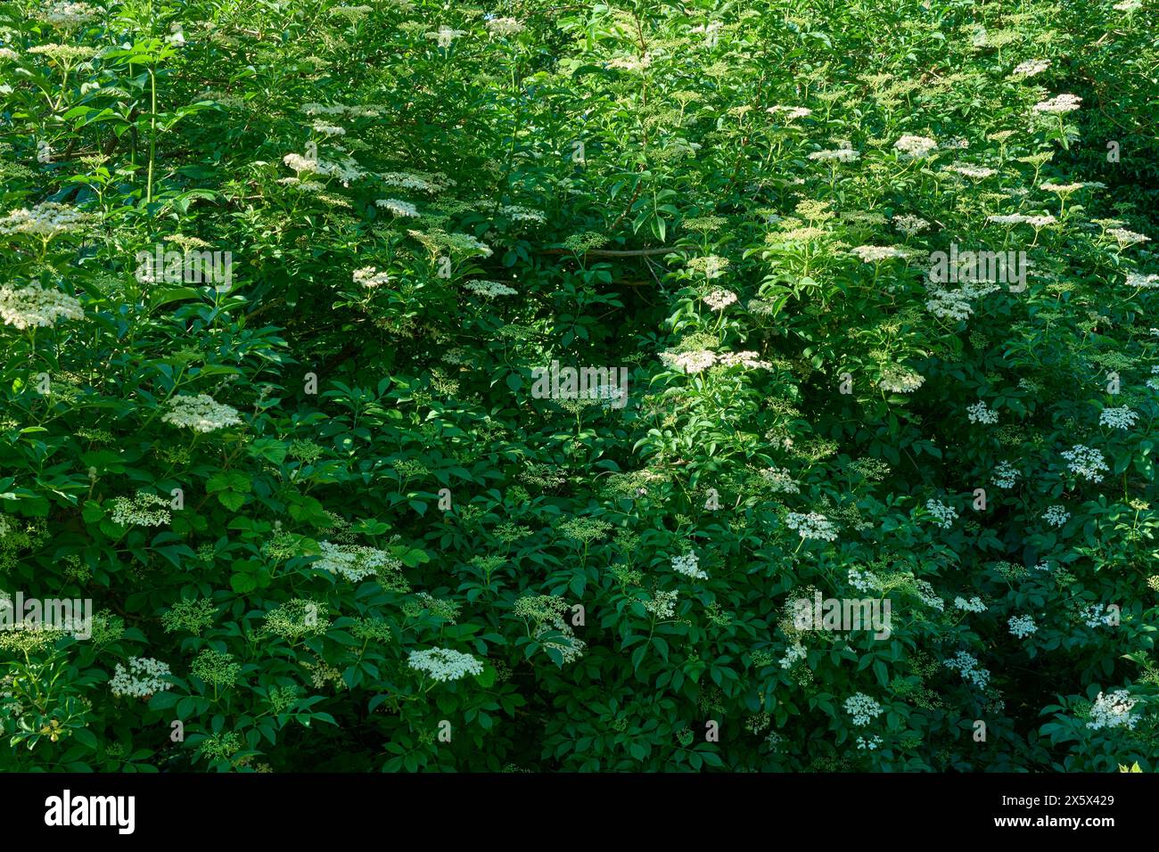 Fioritura dei fiori di sambuco in primavera, Baviera, Germania Foto Stock