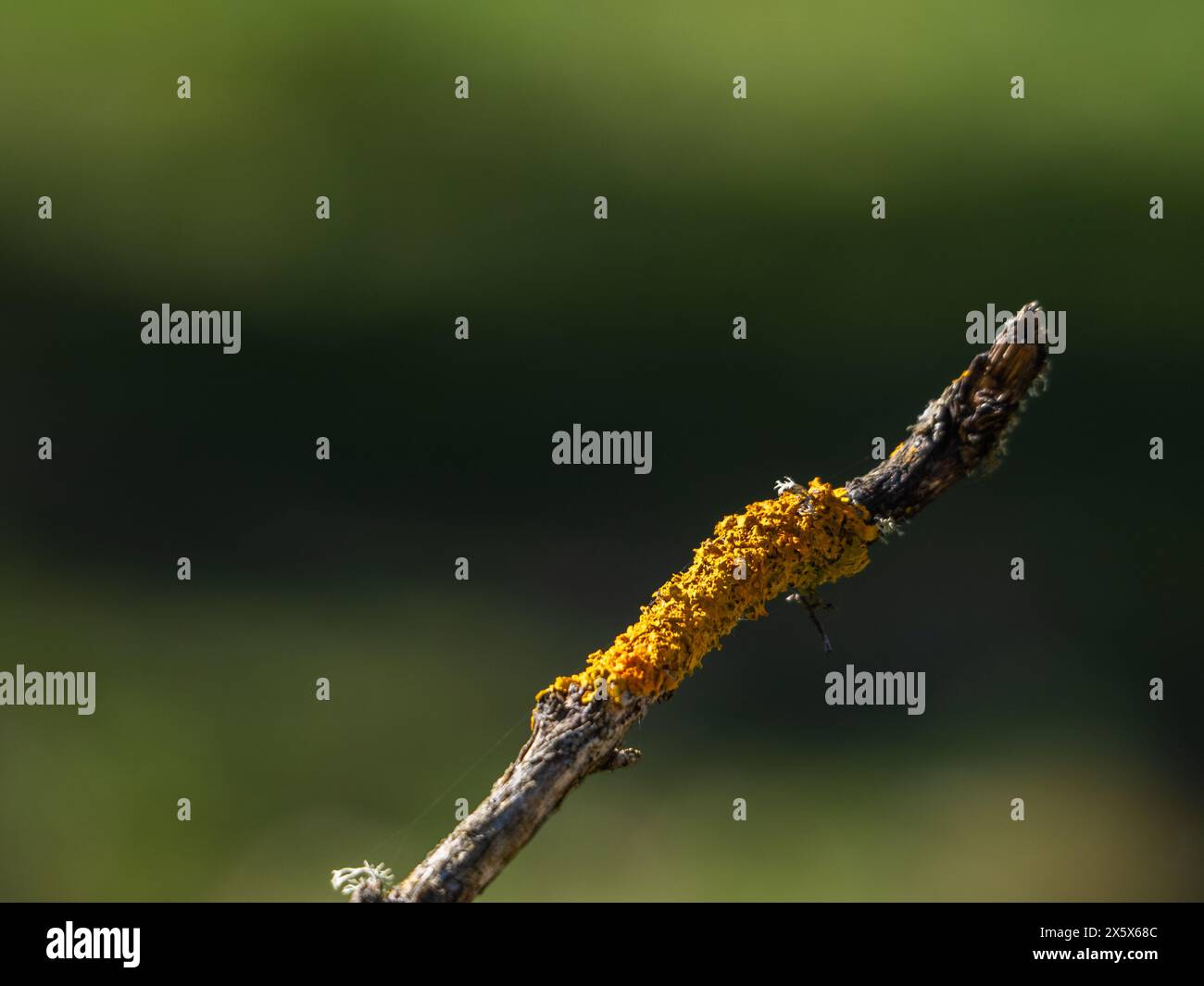 Muschio giallo su un ramo d'albero Foto Stock