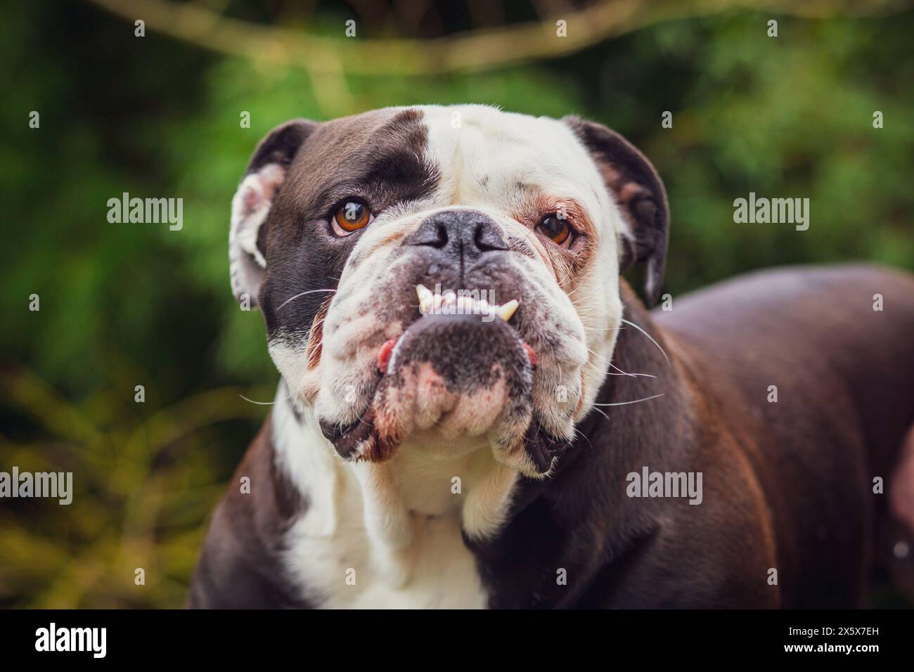 Un adorabile Bulldogge inglese Olde che mostra le sue zanne. Fotografia scattata in Francia Foto Stock