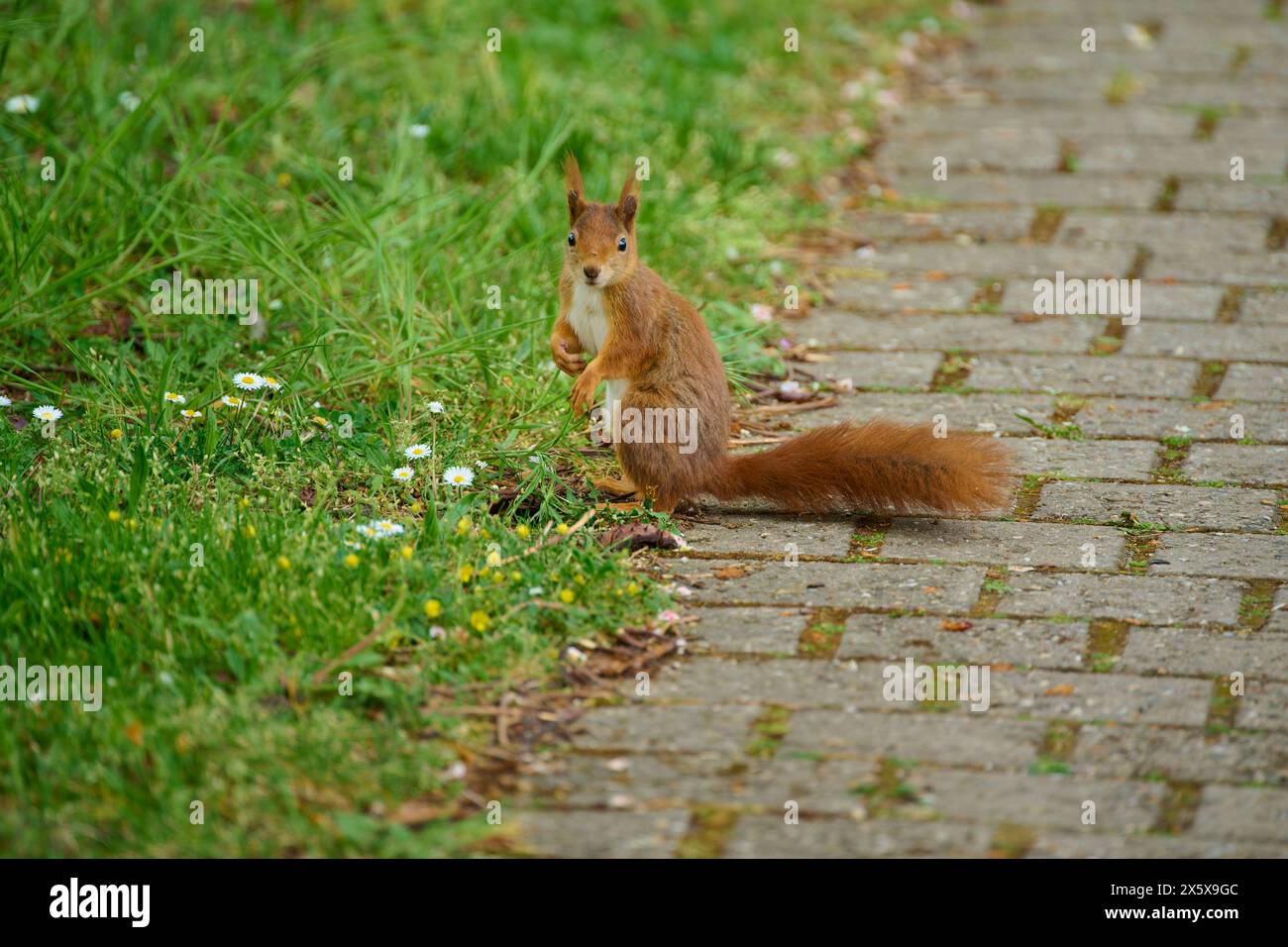 Scoiattolo rosso (Sciurus vulgaris), nel parco in primavera Foto Stock