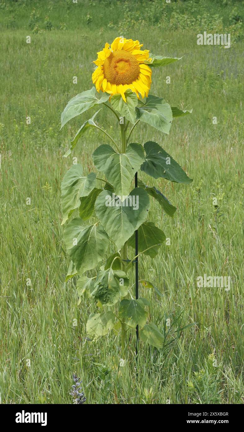 Girasole in estate (Wisconsin) Foto Stock