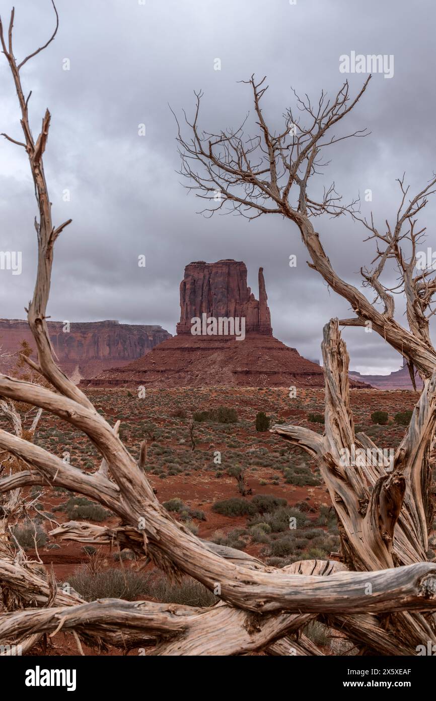 West Mitten butte nel Navajo Tribal Park della Monument Valley incorniciato da un vecchio albero di ironwood morto durante una tempesta. Foto Stock