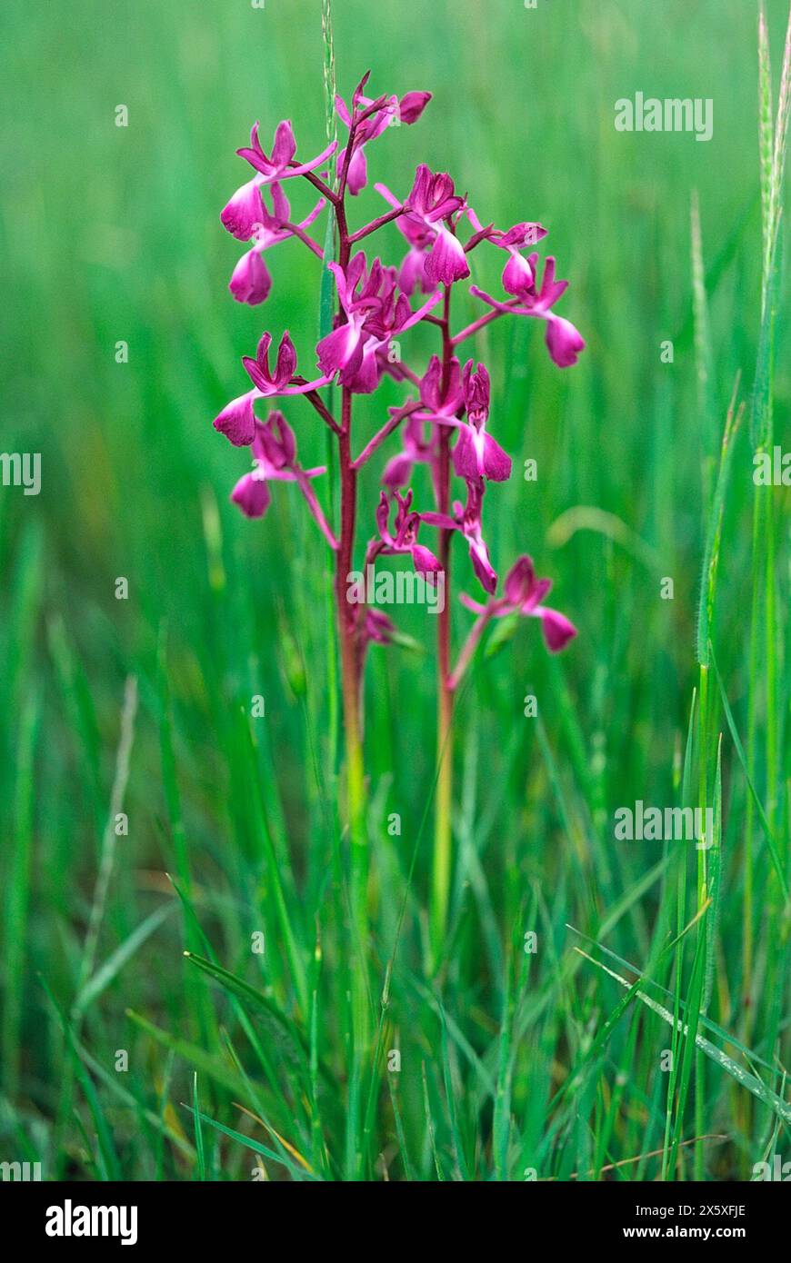 Orchidea a fiore di LAX (Anacamptis laxiflora), Orchidaceae. bulbosa erbacea, pianta selvatica. Firenze, Toscana, Italia. Foto Stock