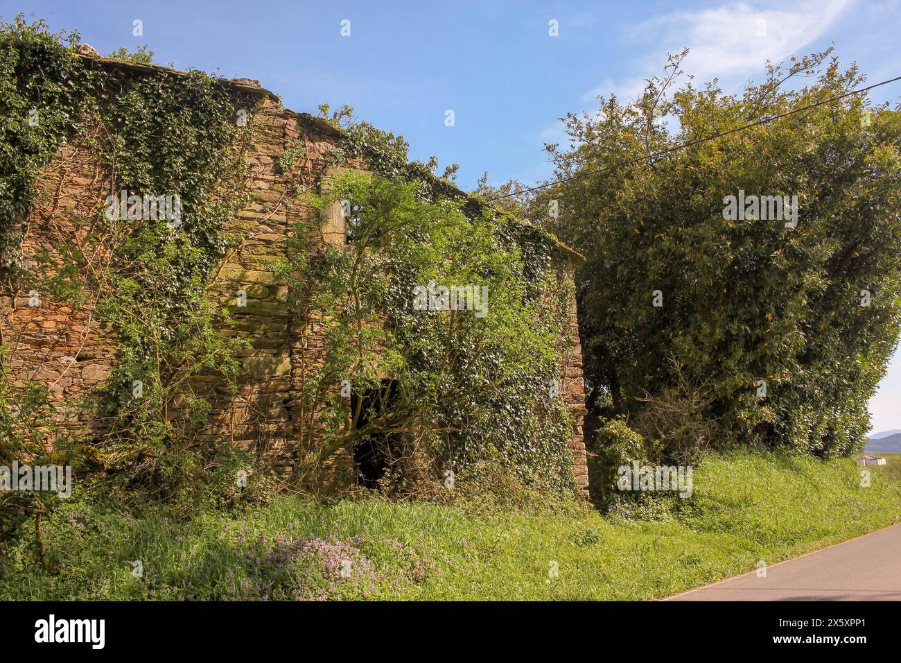 casa abbandonata in mezzo alla campagna e coperta da piante selvatiche Foto Stock