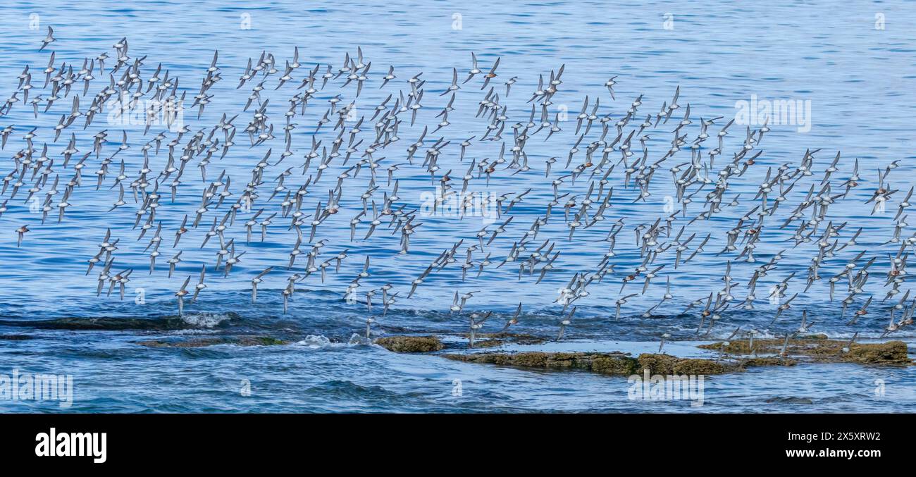 Gregge di nodo rosso in volo sul mare Foto Stock