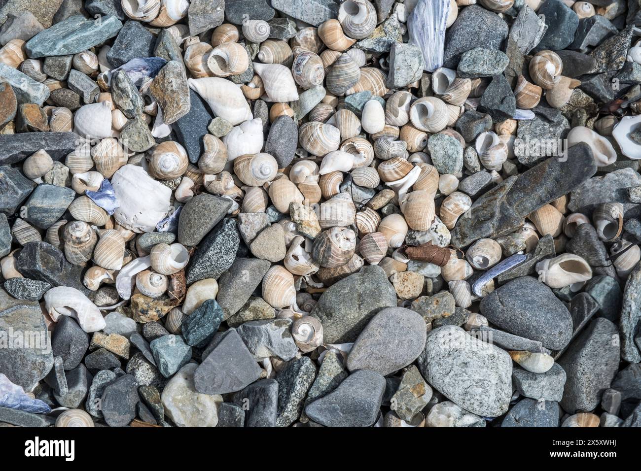 Esplorando i misteri delle chiocciole e i detriti del letto oceanico Foto Stock