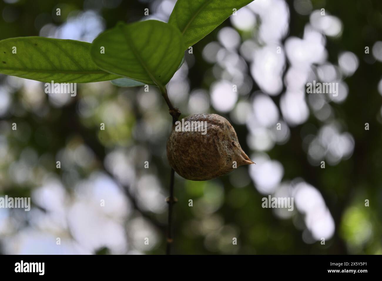 Vista ad angolo basso di una scatola d'uovo di insetti Mantis non schiusa su un piccolo stelo di pianta. Questa capsula d'uovo mantis chiama Ootheca Foto Stock