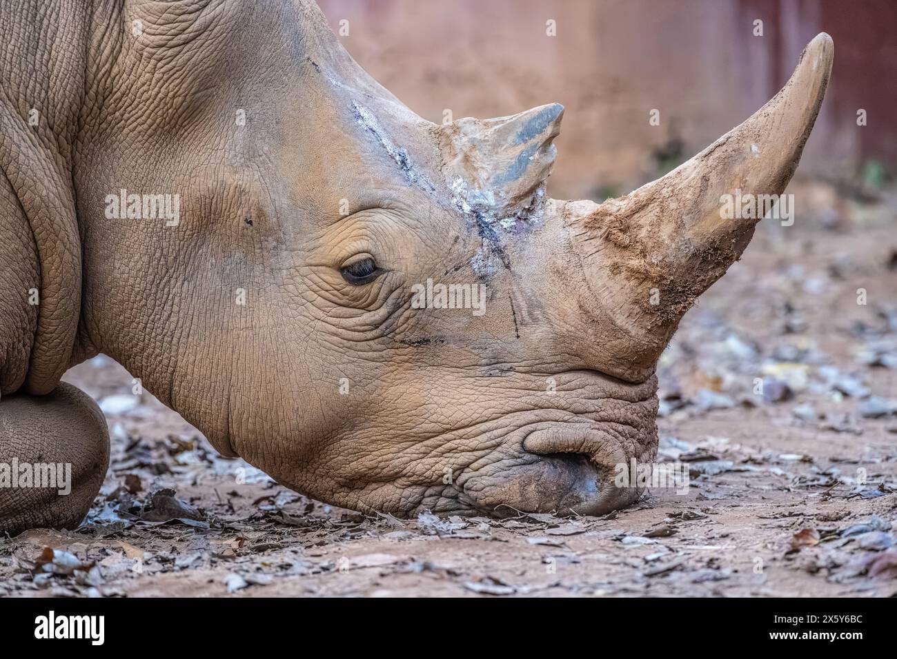 Rhino bianco meridionale riposante (Ceratotherium simum simum) allo Zoo di Atlanta vicino al centro di Atlanta, Georgia. (USA) Foto Stock